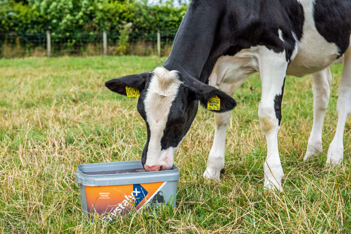 CRYSTALYX Rumilyx (Grau)